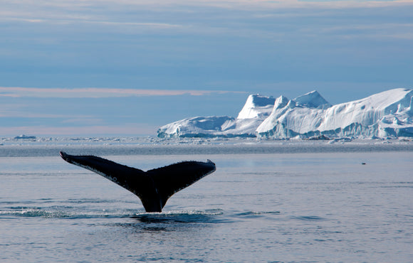 Whales of Greenland