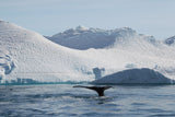 Humpback whales of Greenland