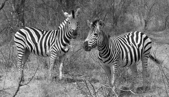 Twin zebra horses